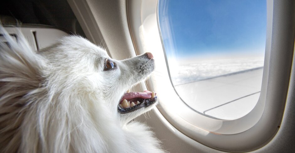Etihad Airways now allows pets to travel in passenger cabins