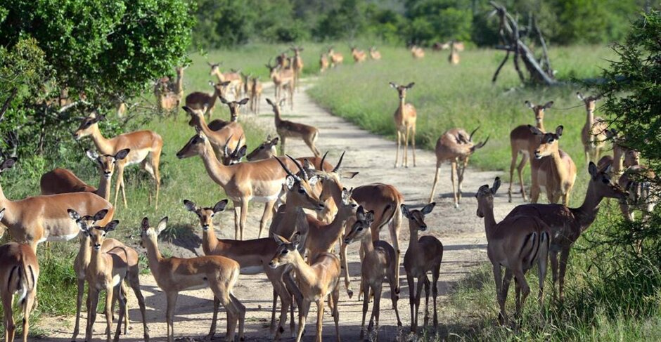 Safari stays and Big Five-spotting in Kruger National Park