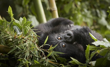 One&Only Gorilla’s Nest partners with Dian Fossey Gorilla Fund