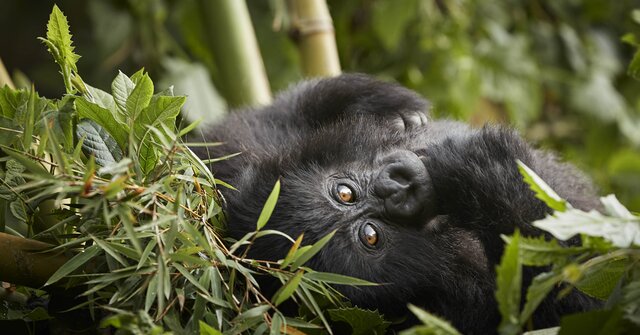 One&Only Gorilla’s Nest partners with Dian Fossey Gorilla Fund