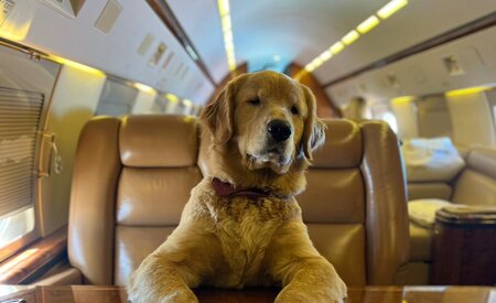 K9 JETS operates first Dubai-London flight for dogs